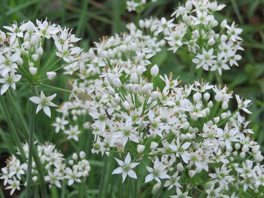 f:id:ushidama:20180928053722j:plain