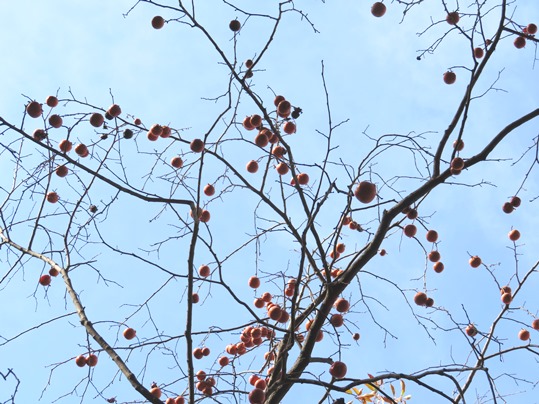 f:id:ushidama:20181207072045j:plain f:id:ushidama:20181207072045j:plain