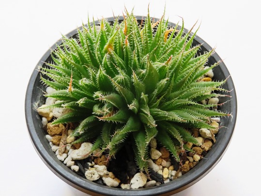 多肉植物 ハオルチア クーペリー プラスチック錦 糊斑 3.7cm