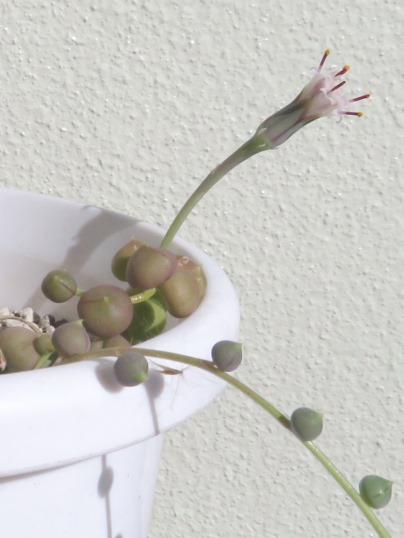 f:id:ushidama:20190116062712j:plain