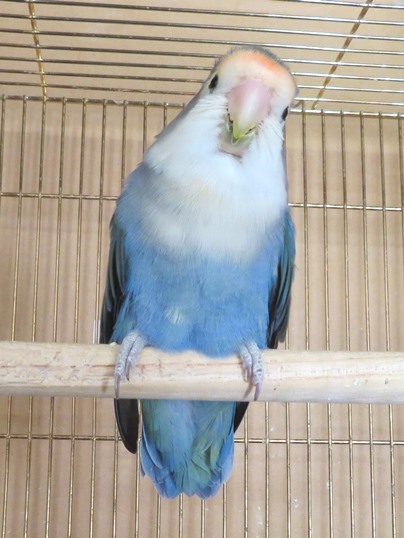 f:id:ushidama:20190117060538j:plain f:id:ushidama:20190117060538j:plain