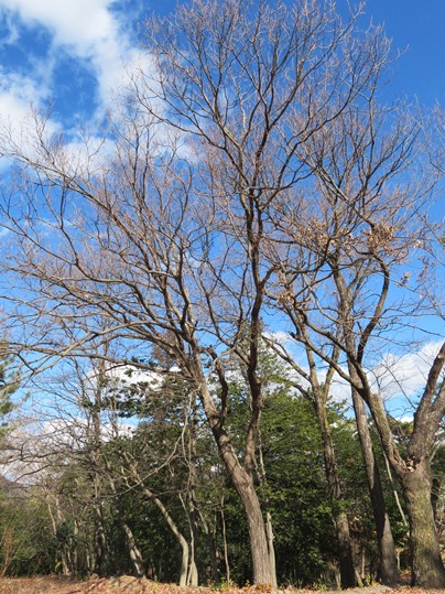 f:id:ushidama:20190124063924j:plain