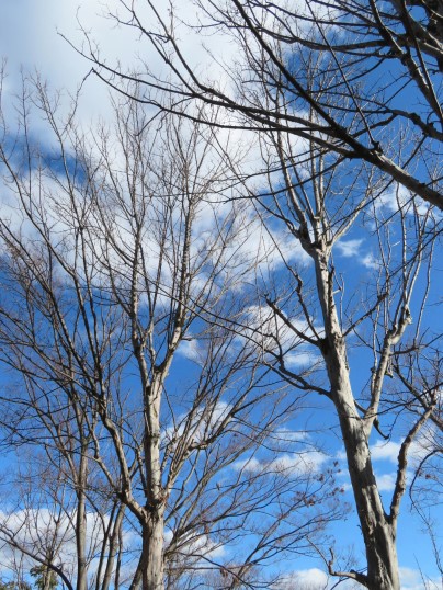 f:id:ushidama:20190124064131j:plain