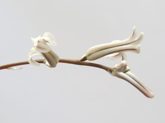 f:id:ushidama:20190204062410j:plain