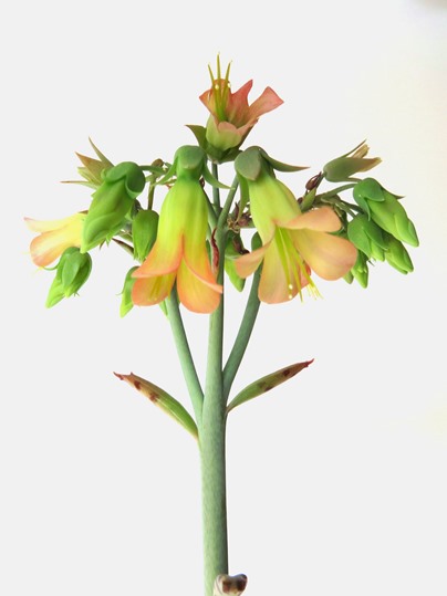 f:id:ushidama:20190214081306j:plain