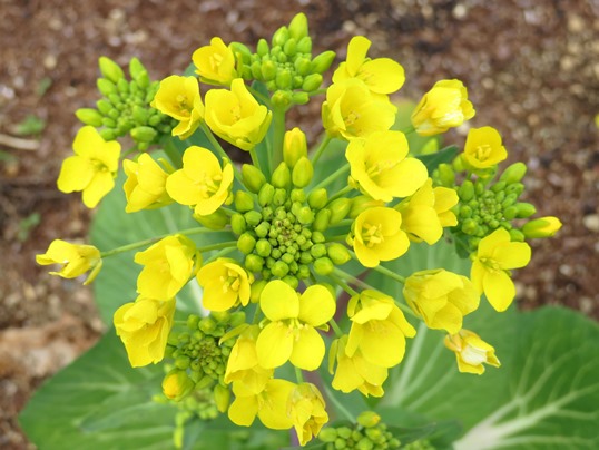 アブラナ科野菜の花 Ushidama Farm