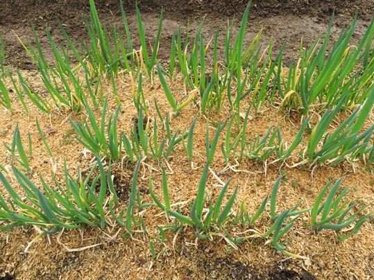 畑のネギ類 Ushidama Farm