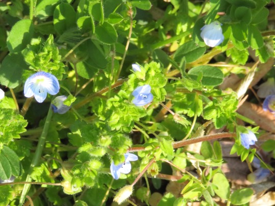 f:id:ushidama:20190315140417j:plain