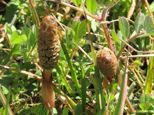 f:id:ushidama:20190324073958j:plain