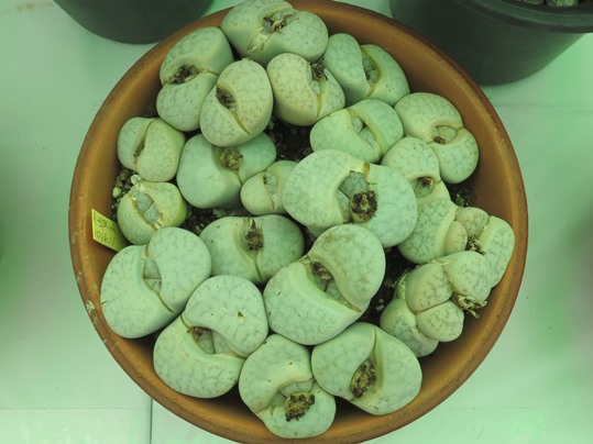 f:id:ushidama:20190408065316j:plain f:id:ushidama:20190408065316j:plain