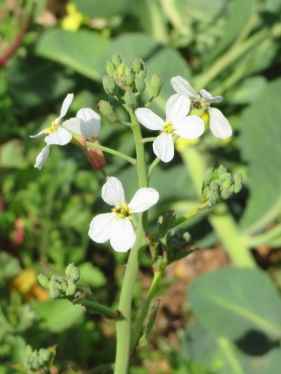 アブラナ科野菜の花2 Ushidama Farm