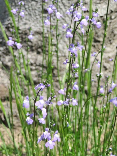 f:id:ushidama:20190426070641j:plain