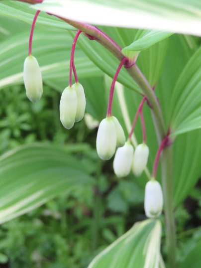 f:id:ushidama:20190427072712j:plain