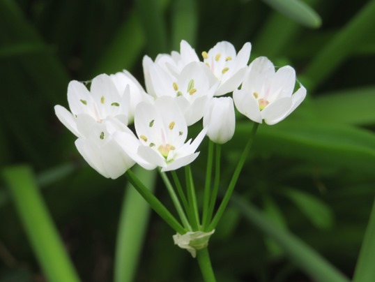 f:id:ushidama:20190427075809j:plain