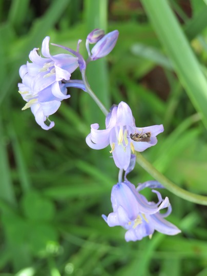 f:id:ushidama:20190427080855j:plain