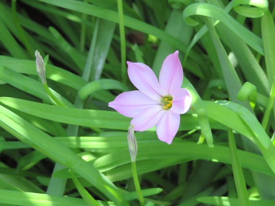 f:id:ushidama:20190427081337j:plain