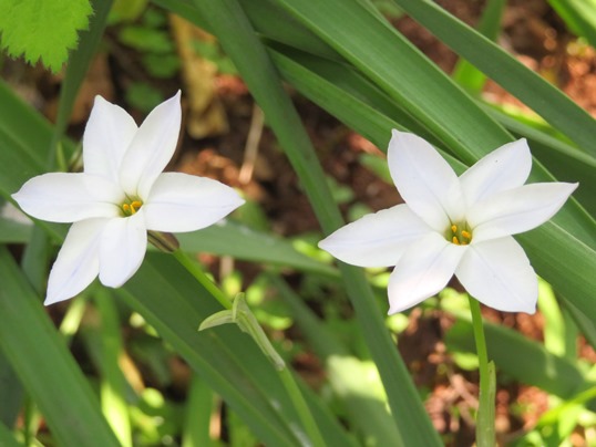 f:id:ushidama:20190427081423j:plain