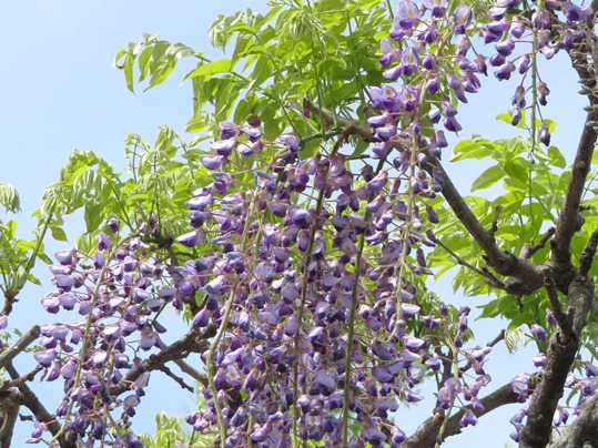 f:id:ushidama:20190429070308j:plain