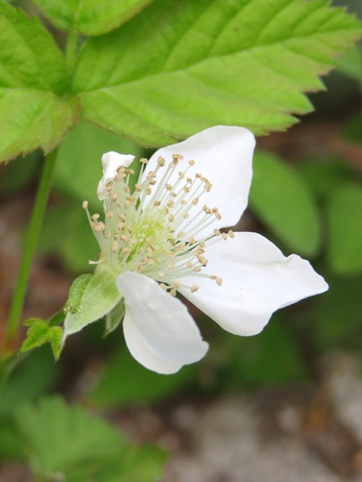 f:id:ushidama:20190508064000j:plain f:id:ushidama:20190508064000j:plain