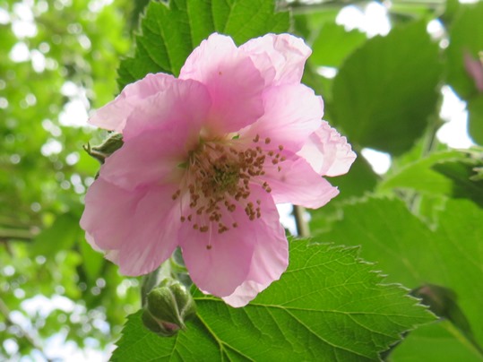 f:id:ushidama:20190508064230j:plain f:id:ushidama:20190508064230j:plain
