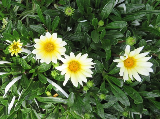 f:id:ushidama:20190515062101j:plain f:id:ushidama:20190515062101j:plain
