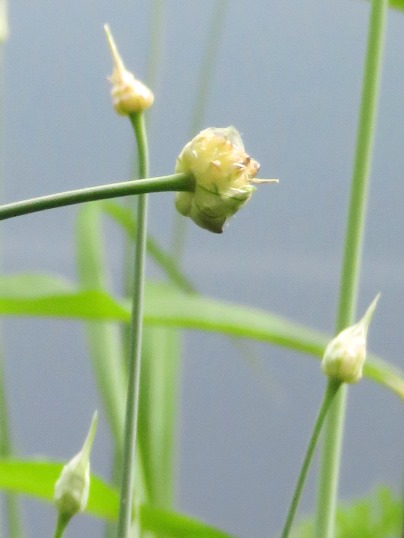 f:id:ushidama:20190516070057j:plain