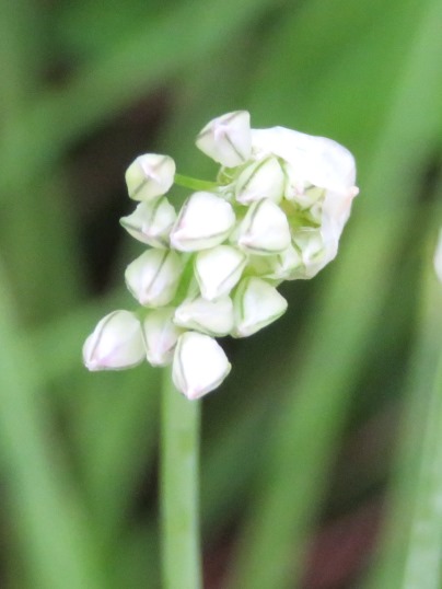 f:id:ushidama:20190516070149j:plain