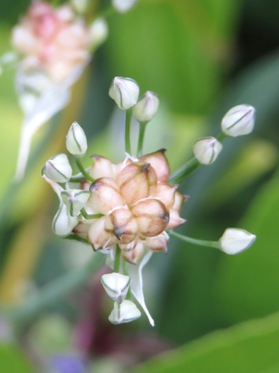 f:id:ushidama:20190516070357j:plain