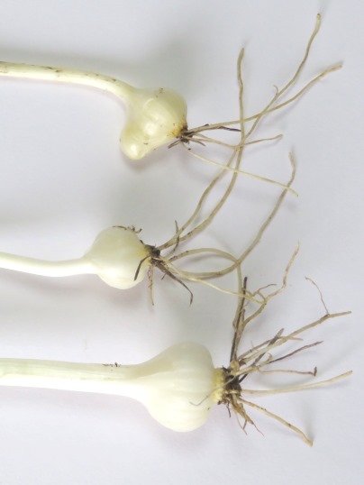 f:id:ushidama:20190516071025j:plain