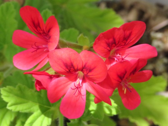 f:id:ushidama:20190523075112j:plain