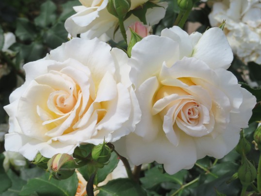f:id:ushidama:20190525182904j:plain f:id:ushidama:20190525182904j:plain
