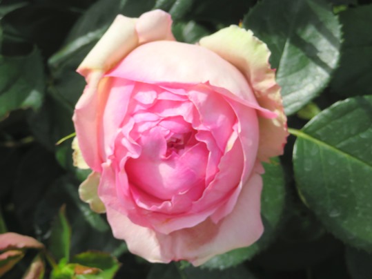 f:id:ushidama:20190525183003j:plain f:id:ushidama:20190525183003j:plain