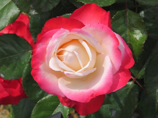 f:id:ushidama:20190525183056j:plain f:id:ushidama:20190525183056j:plain
