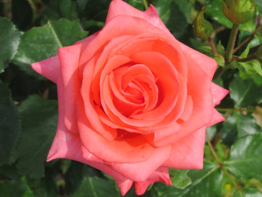 f:id:ushidama:20190525183156j:plain f:id:ushidama:20190525183156j:plain