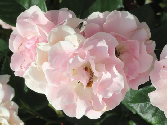 f:id:ushidama:20190525183250j:plain f:id:ushidama:20190525183250j:plain