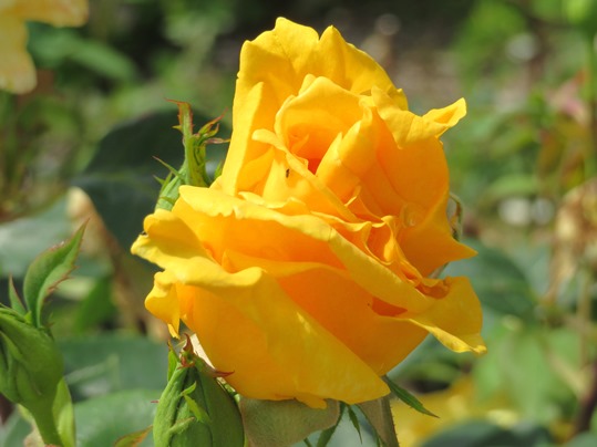 f:id:ushidama:20190525183400j:plain f:id:ushidama:20190525183400j:plain