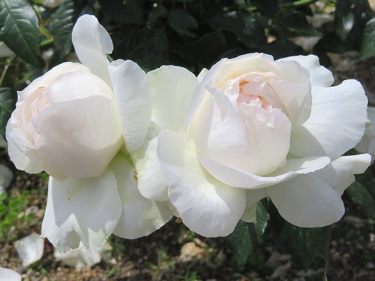 f:id:ushidama:20190525183458j:plain f:id:ushidama:20190525183458j:plain