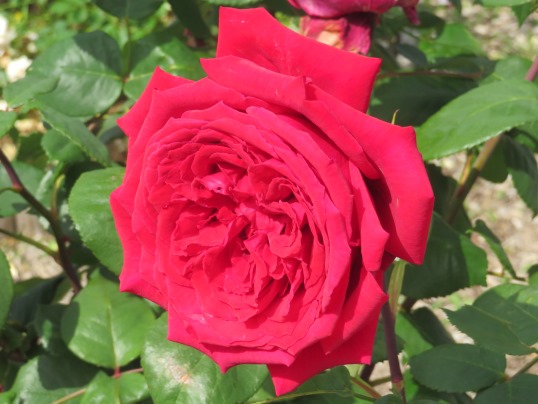 f:id:ushidama:20190525183632j:plain f:id:ushidama:20190525183632j:plain