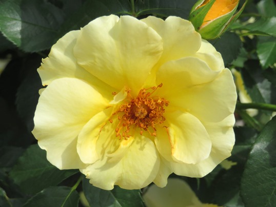 f:id:ushidama:20190525183739j:plain f:id:ushidama:20190525183739j:plain
