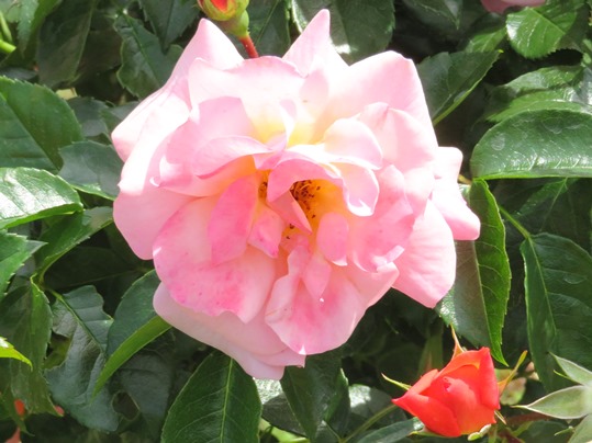 f:id:ushidama:20190525183912j:plain f:id:ushidama:20190525183912j:plain