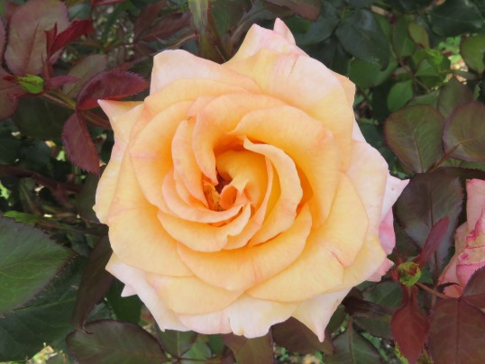 f:id:ushidama:20190525184103j:plain f:id:ushidama:20190525184103j:plain