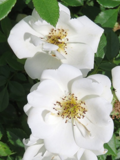 f:id:ushidama:20190525184225j:plain f:id:ushidama:20190525184225j:plain