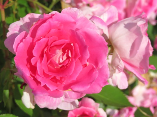 f:id:ushidama:20190525184314j:plain f:id:ushidama:20190525184314j:plain