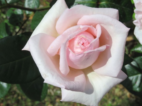 f:id:ushidama:20190525184457j:plain f:id:ushidama:20190525184457j:plain