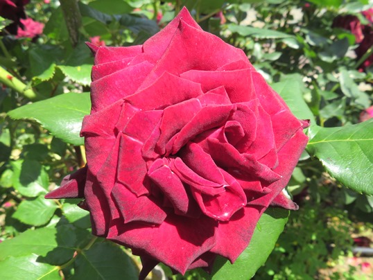 f:id:ushidama:20190525184645j:plain f:id:ushidama:20190525184645j:plain