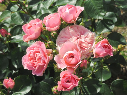 f:id:ushidama:20190525184735j:plain f:id:ushidama:20190525184735j:plain