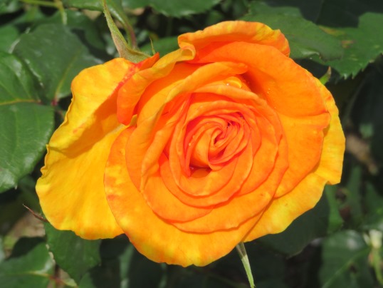 f:id:ushidama:20190525185218j:plain f:id:ushidama:20190525185218j:plain