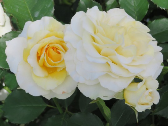 f:id:ushidama:20190525185300j:plain f:id:ushidama:20190525185300j:plain