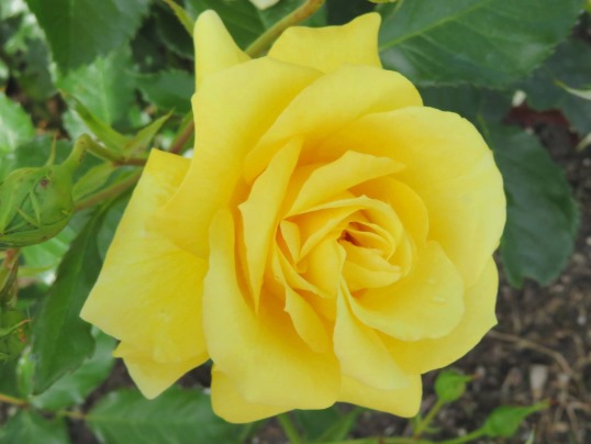 f:id:ushidama:20190528061710j:plain
