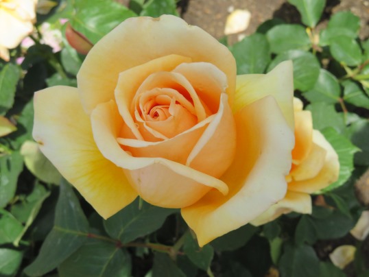 f:id:ushidama:20190528062153j:plain